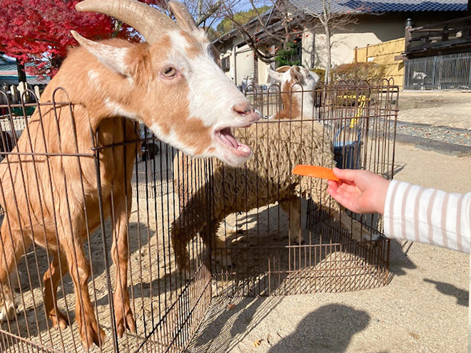 移動動物園の風景